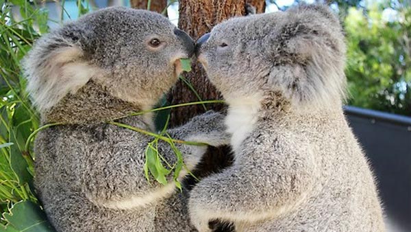 Những địa điểm không thể bỏ qua khi tới Úc