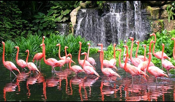 Đàn hồng hạc hiếm có trong vườn chim Jurong