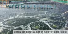 Hướng Dẫn Nuôi Tôm Mật độ Thưa Tiết Kiệm Chi Phí