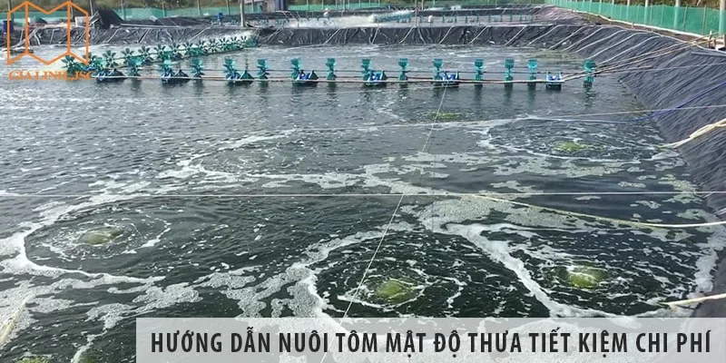 Hướng dẫn nuôi tôm mật độ thưa tiết kiệm chi phí