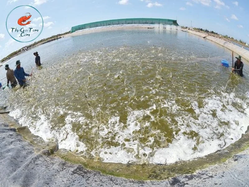 Chọn ao nước ngọt nuôi tôm mật độ thấp Chọn ao nước ngọt nuôi tôm mật độ thấp