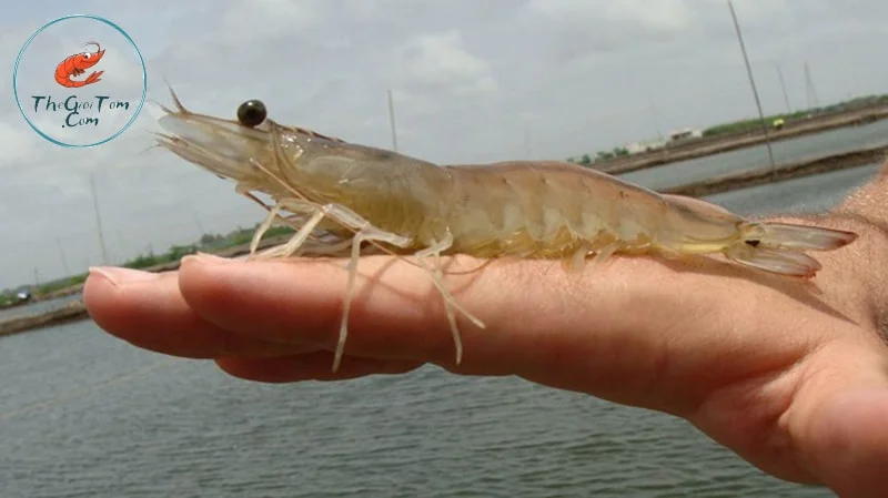 Lựa chọn tôm giống khoẻ mạnh để thả ao Lựa chọn tôm giống khoẻ mạnh để thả ao